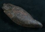 Fossil Sperm Whale Tooth - Georgia #7790-1